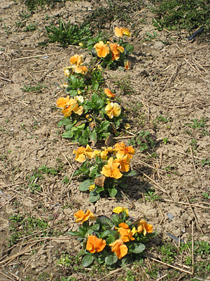 pansy mulched